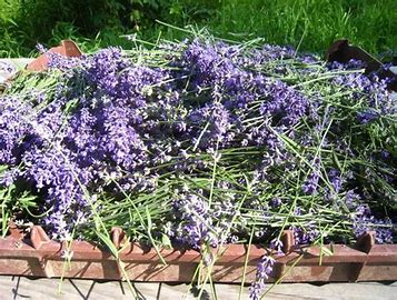 Lavender Bundles