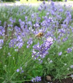 Lavender Bundles